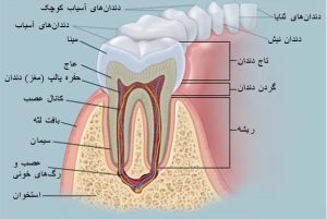 معرفی دستگاه اپکس روتاری دندانپزشکی چیست؟